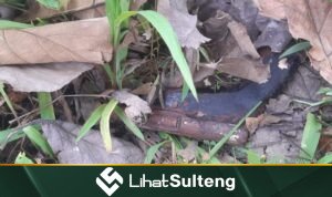 lihatsulteng.com