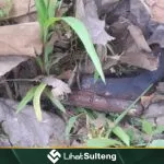 lihatsulteng lihatsulteng.com